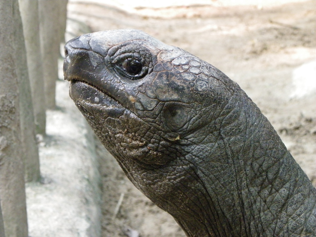 Aldabra Giant Tortoise Singapore Zoo