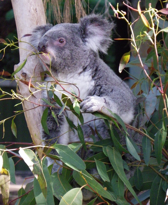 Koala, Perth Zoo, Western Australia
