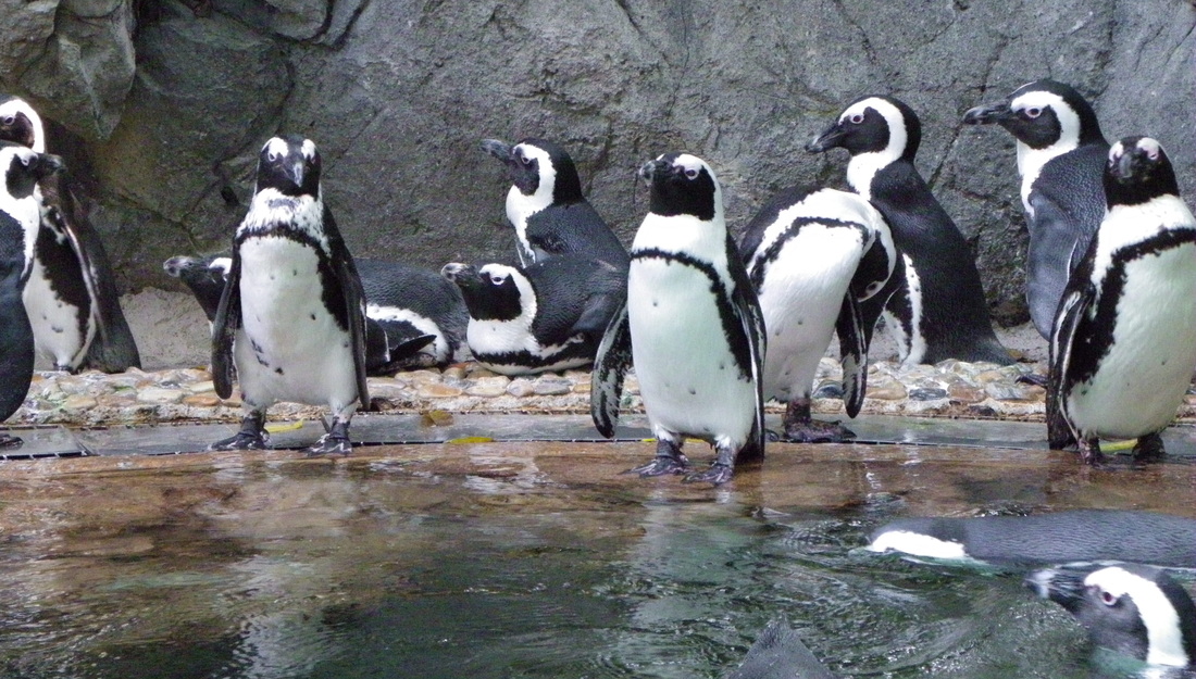Penguins singapore zoo