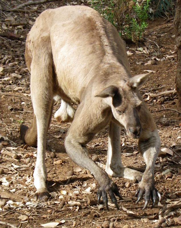 Kangaroo, Dunsborough, Western Australia