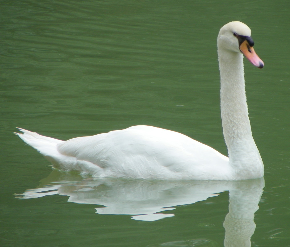 Singapore Botanical Gardens white swan on swan lake