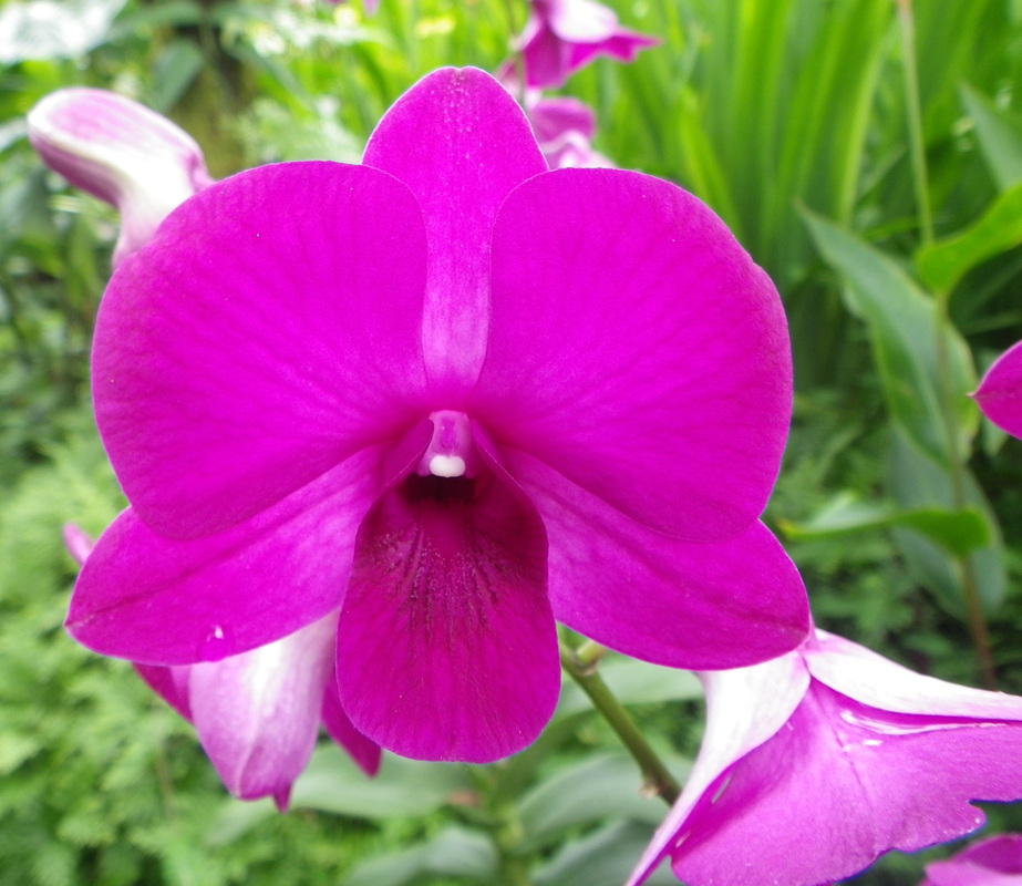 Orchid Flower singapore botanical gardens