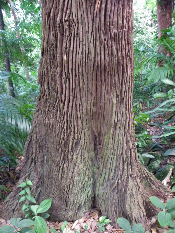 Tembusu Tree - Fegraea fragrans singapore botanical gardens