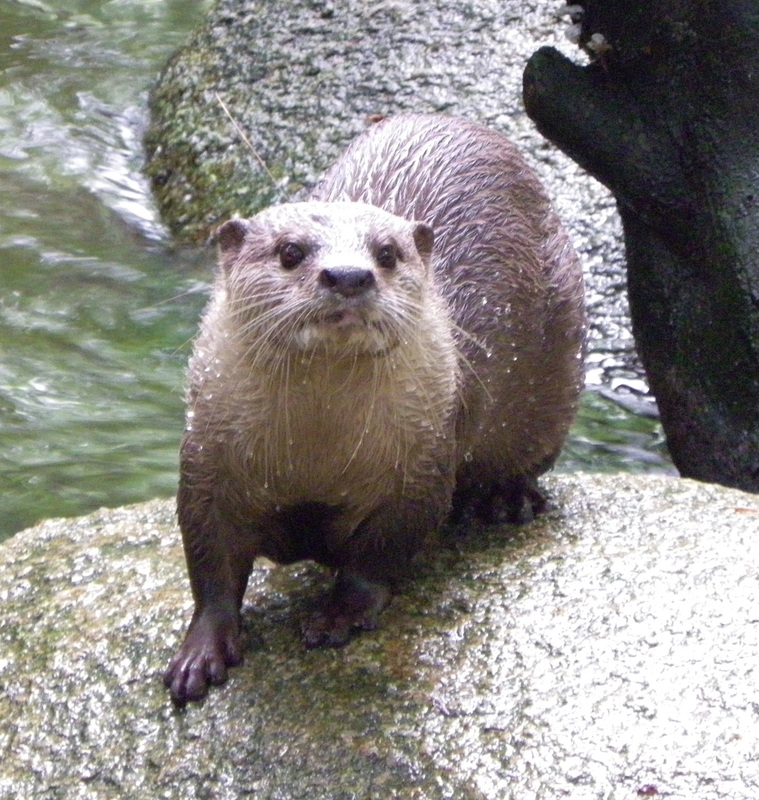Otter Singapore Zoo