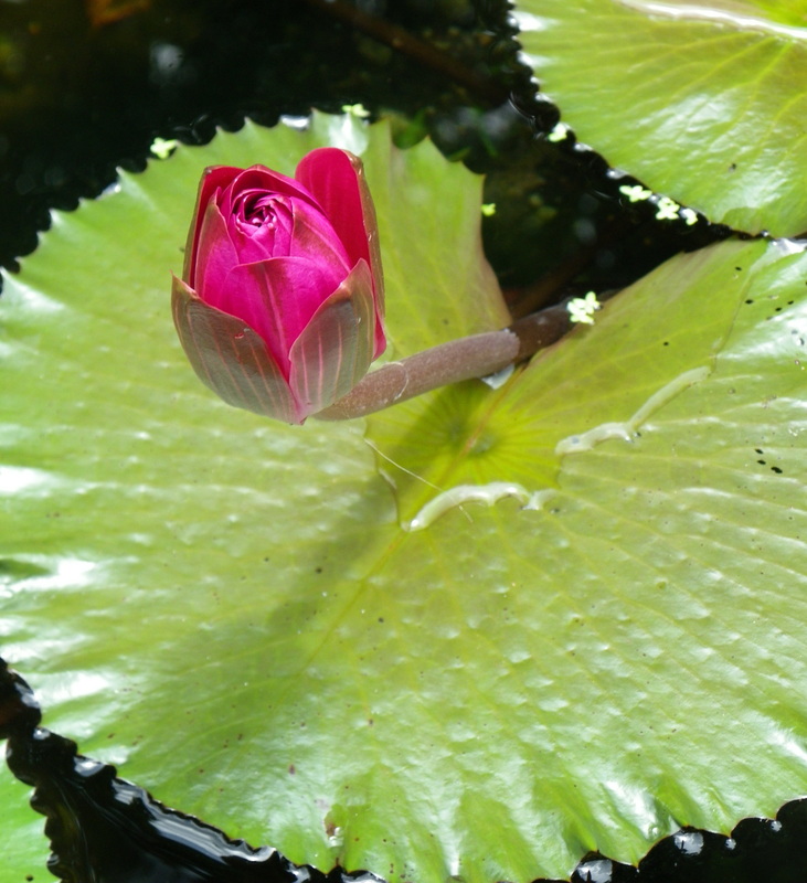 Water Lily pad with flower 