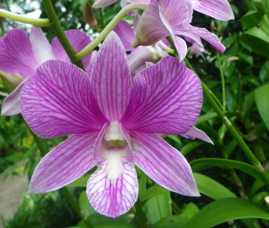 Orchid Flower Singapore Botanical Gardens