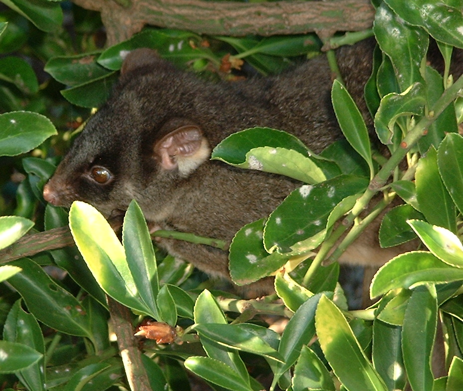 western ringtail possum australia wildlife native bush animals 