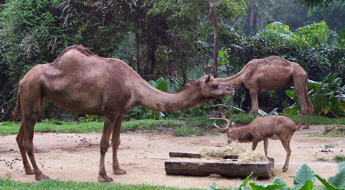 camel singapore zoo