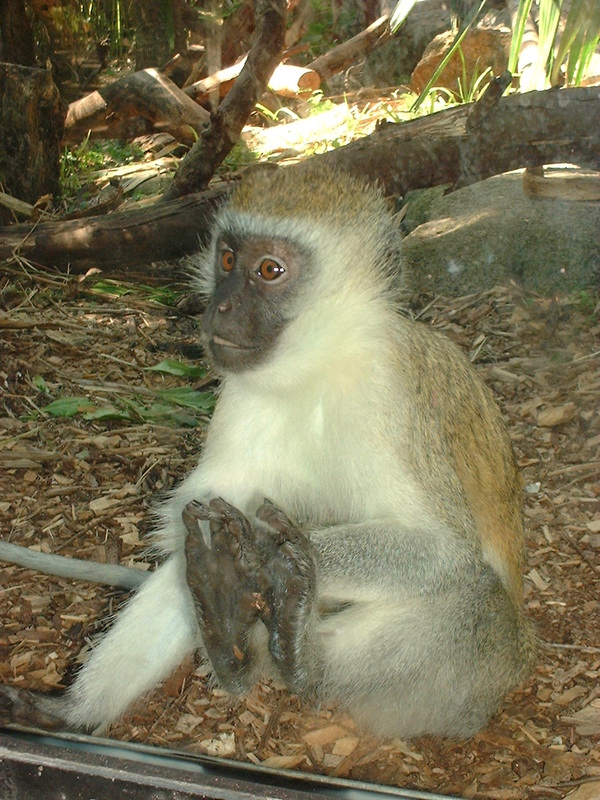 Monkey at Perth Zoo Western Australia