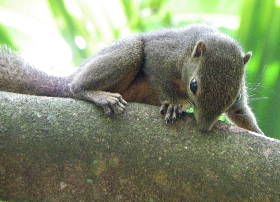 squirrel singapore botanical gardens 