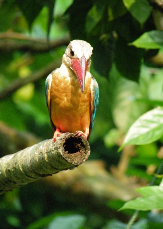 Stork-billed kingfisher, pelargopsis capensis, wild, singapore zoo