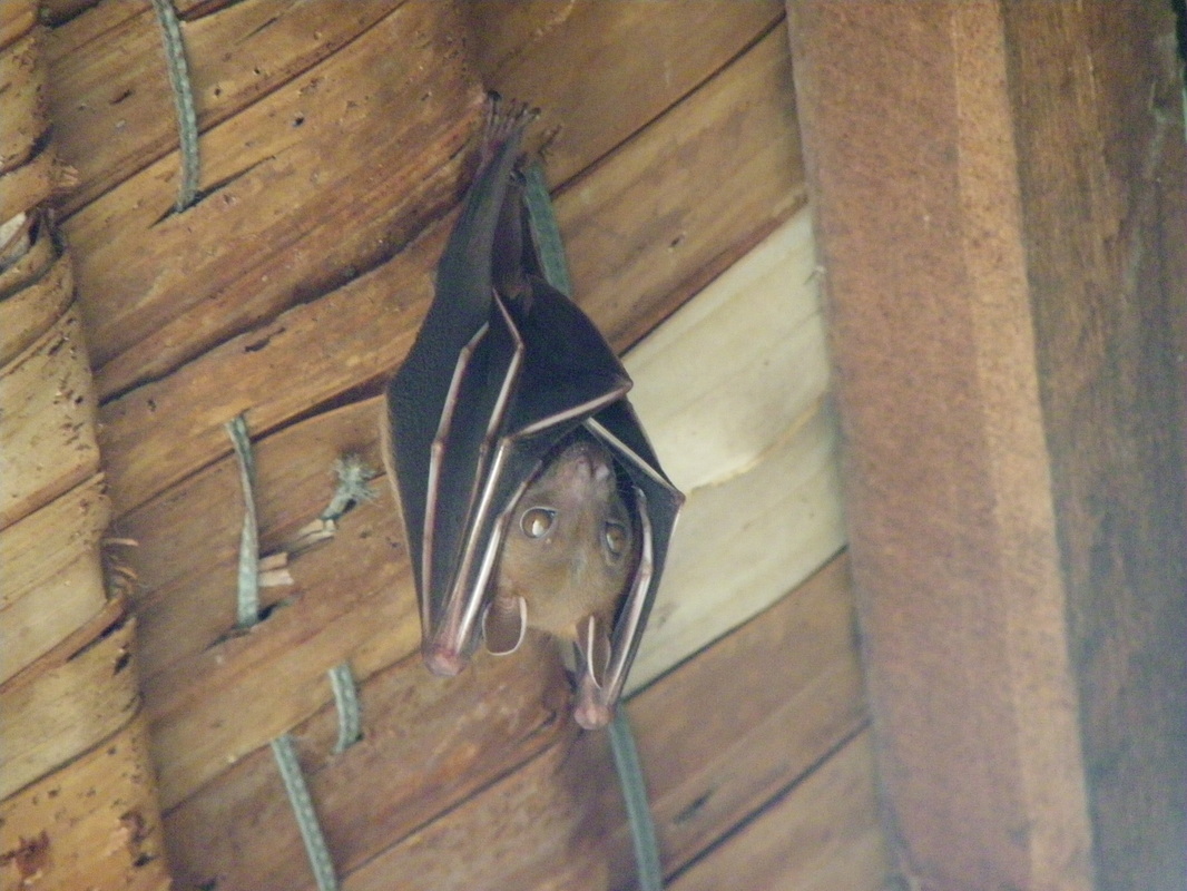 Common Fruit Bat or Lesser Dog-faced Fruit Bat, Wild, Cynopterus brachyotis