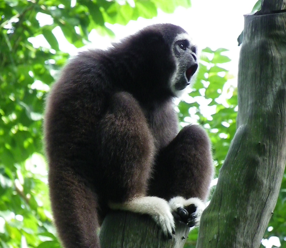 White Handed Gibbon Singapore Zoo