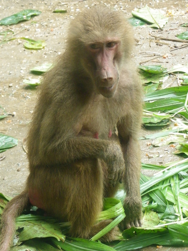 Hamadryas Baboon Singapore Zoo