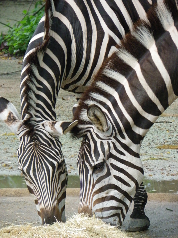 zebras singapore zoo