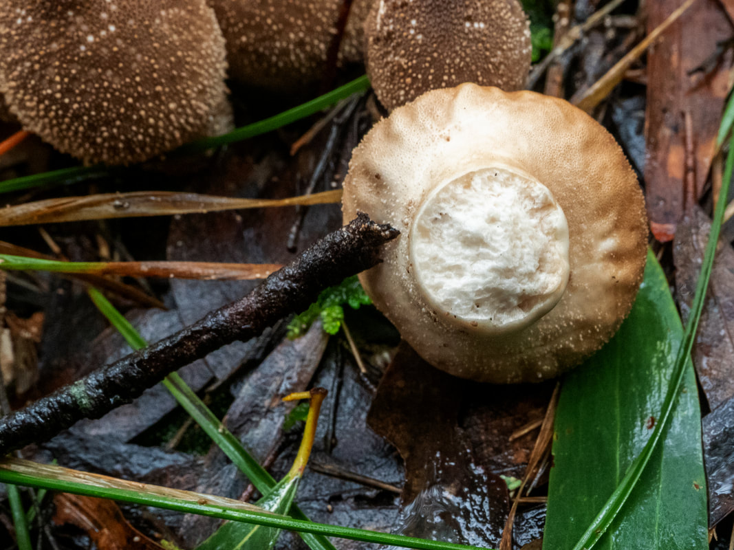 Lycoperdon pyriforme puffball fungi, Arthur's Seat State Park, Victoria, Australia. Brown, bumpy, ball, fungi