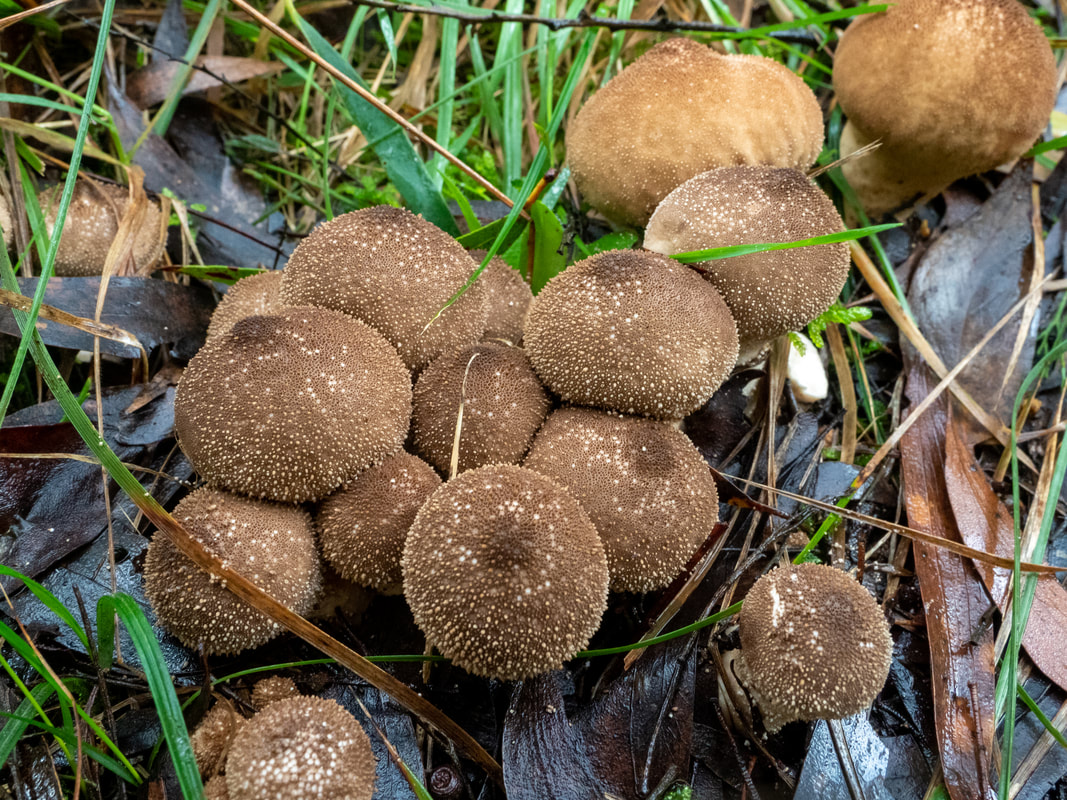 Lycoperdon pyriforme puffball fungi, Arthur's Seat State Park, Victoria, Australia. Brown, bumpy, ball, fungi