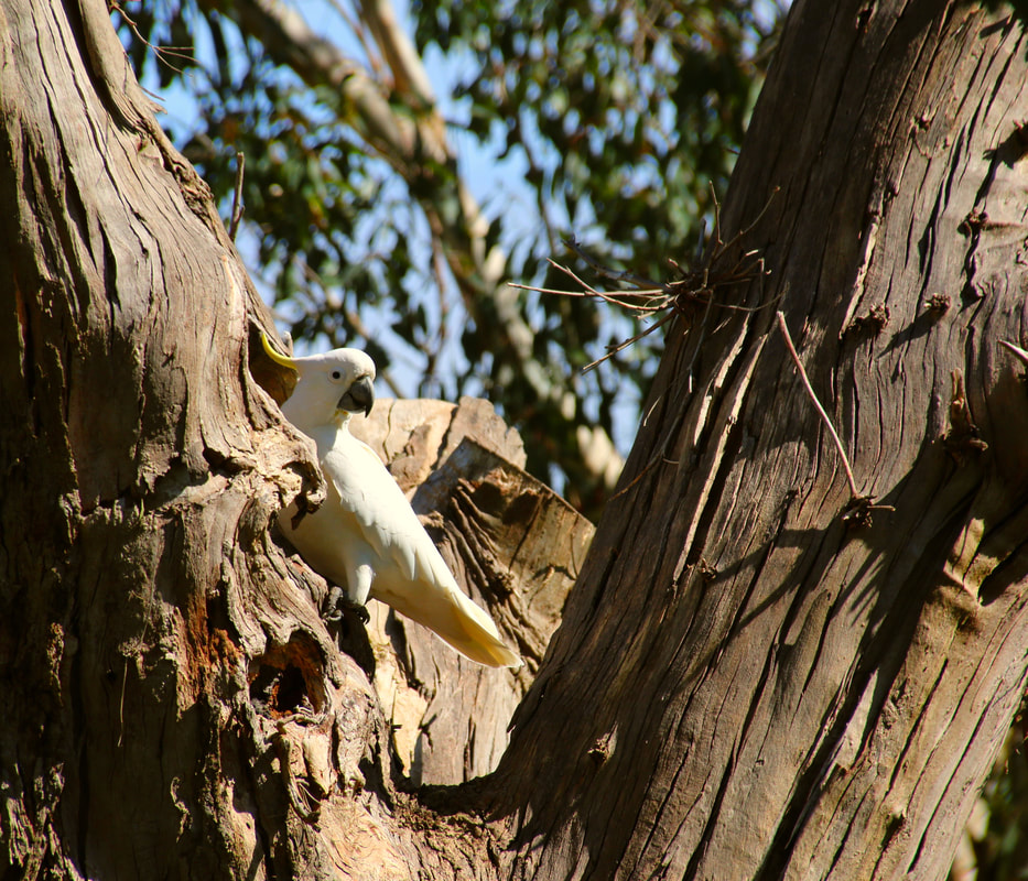 White Cockatoo at it's next, Seawind Gardens, Arthurs Seat, Mornington Peninsula, Victoria, Australia