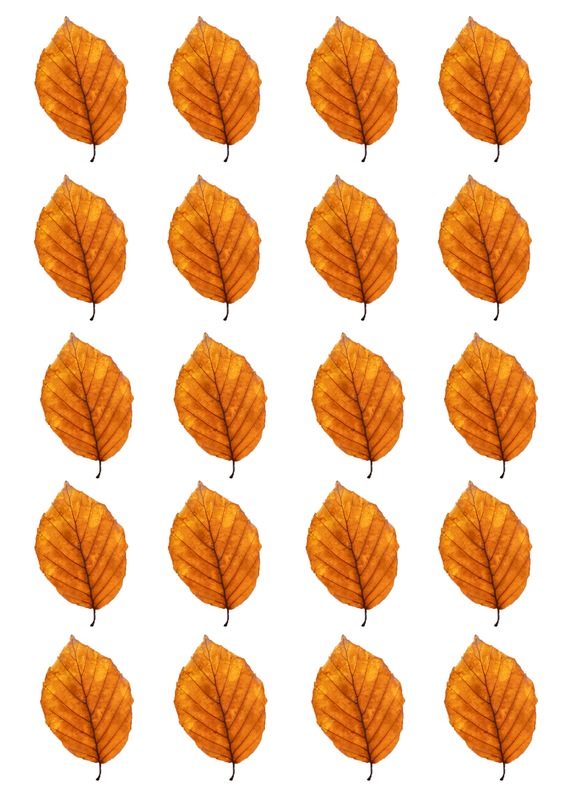 Autumn Leaves - free downloadable & printable leaf templates for scrapbooking, card making, journalling, paper crafts & kids crafts. Craftnhome.com