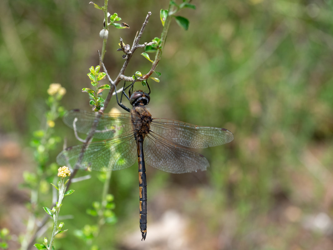 Tau Emerald Dragonfly, Victoria, Australia