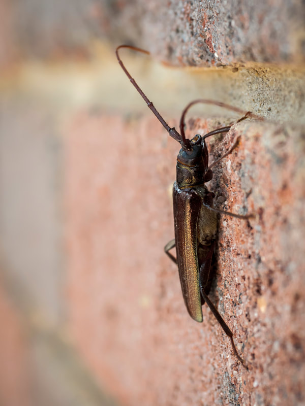Beetle on wall. Victoria, Australia.