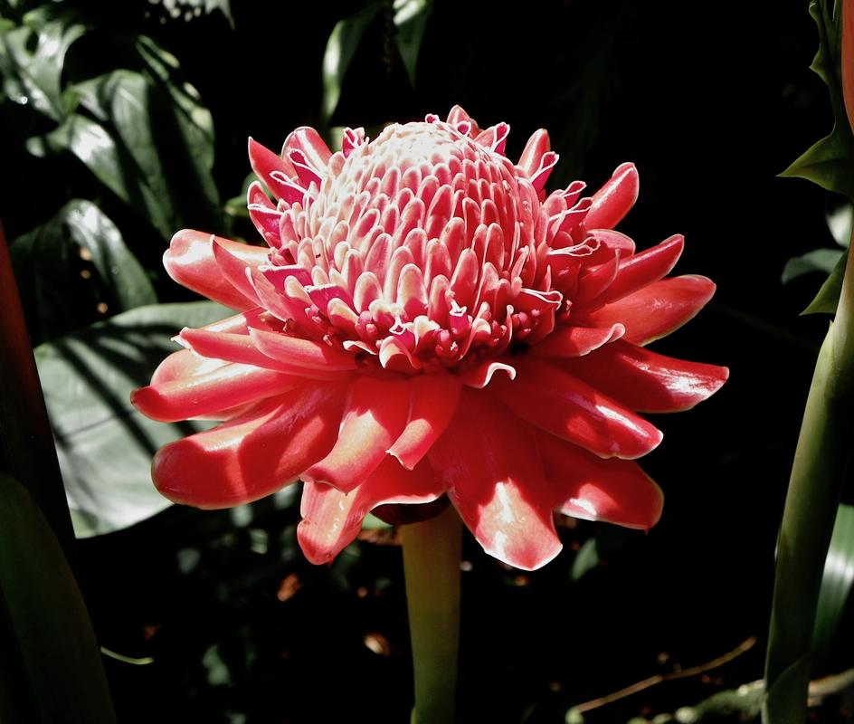 Red pink ginger flower singapore botanical gardens 