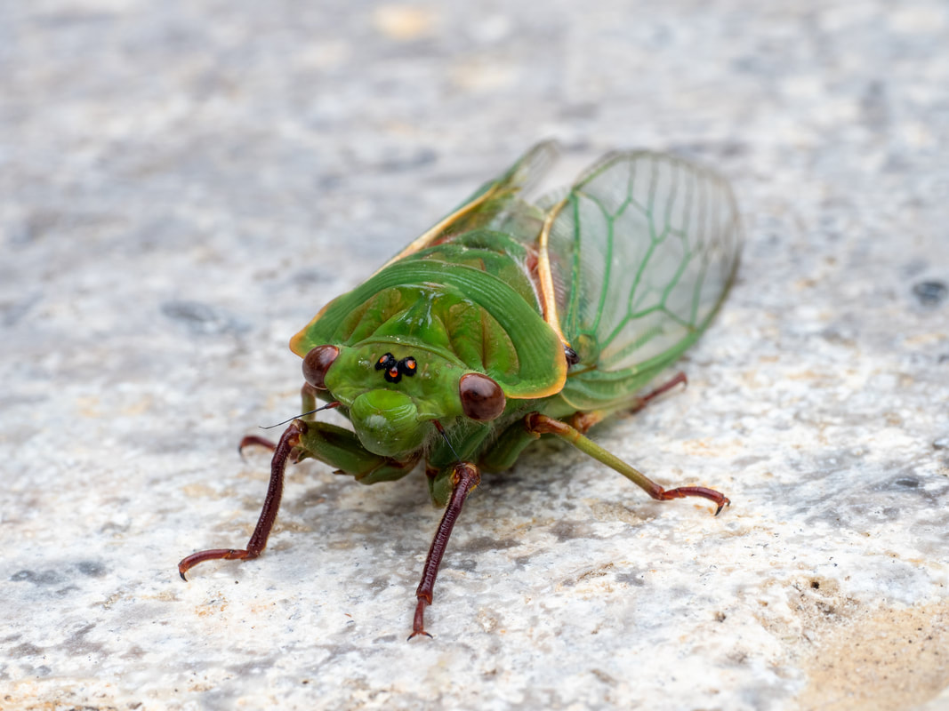 Cicada, Victoria, Australia