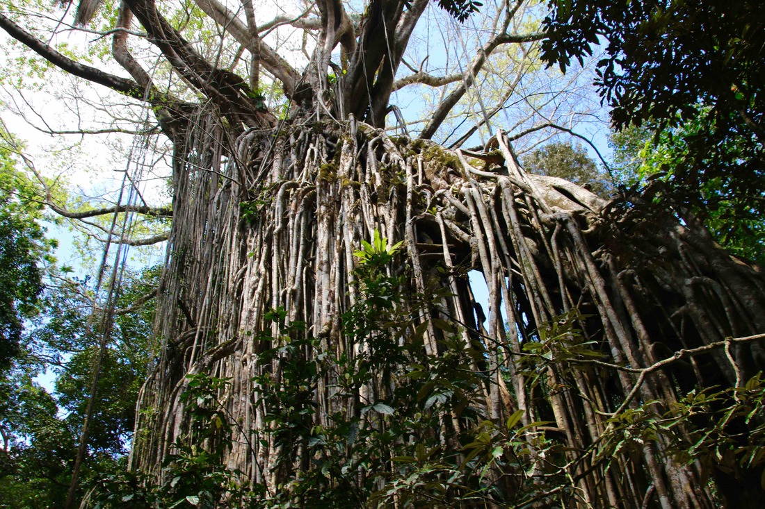 Curtain Fig Tree, Atherton Tablelands, Queensland, Australia