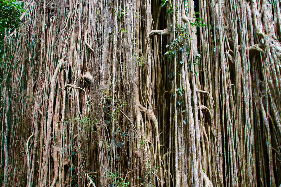 Curtain Fig Tree, Atherton Tablelands, Queensland, Australia