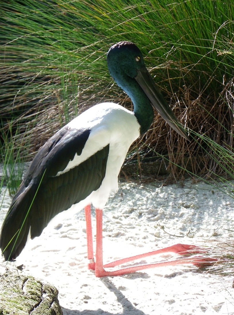 Black-Necked Stork, Perth Zoo, Western Austrlaia