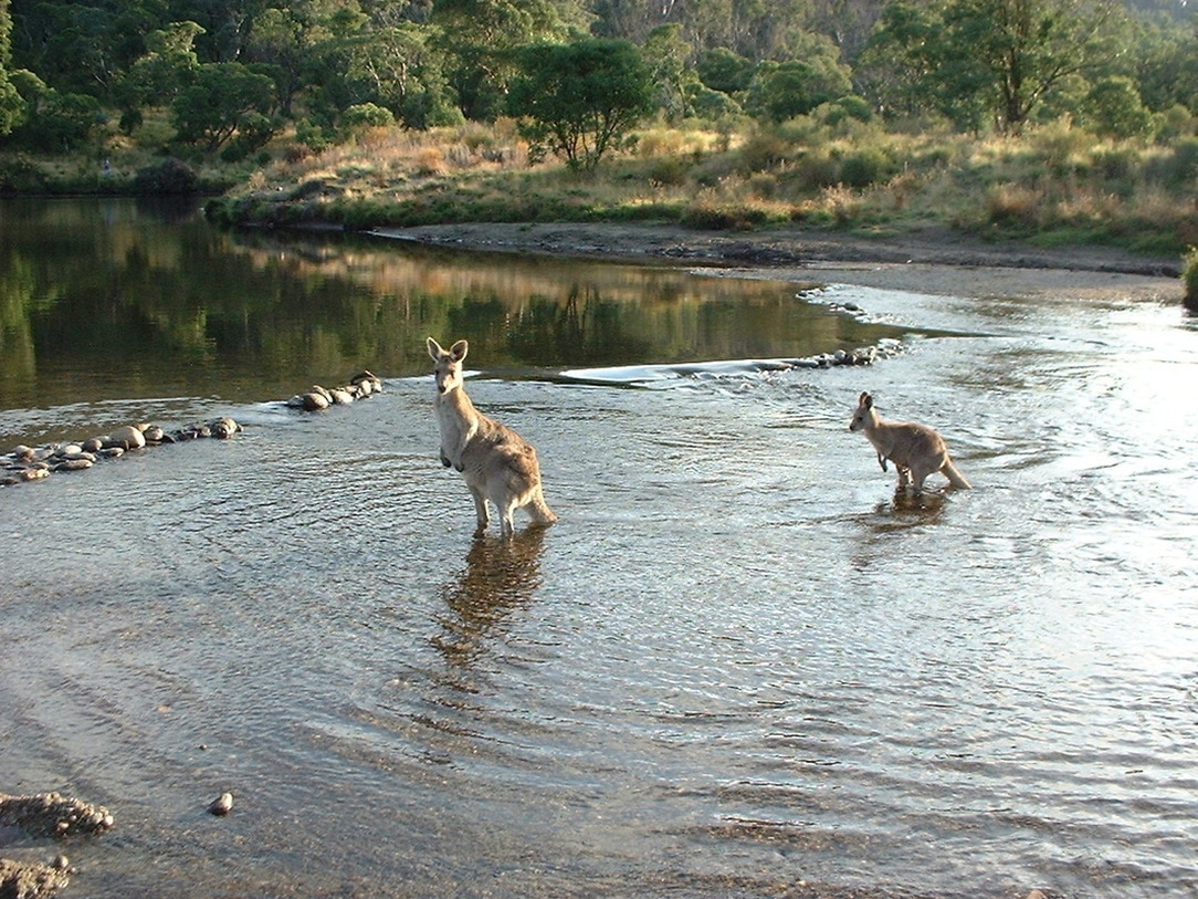 Kangaroo, Thredbo, New South Wales, Australia