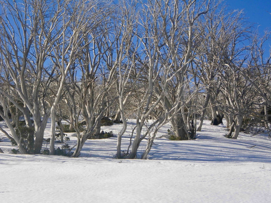 Snow laden trees, Falls Creek, Victoria, Australia