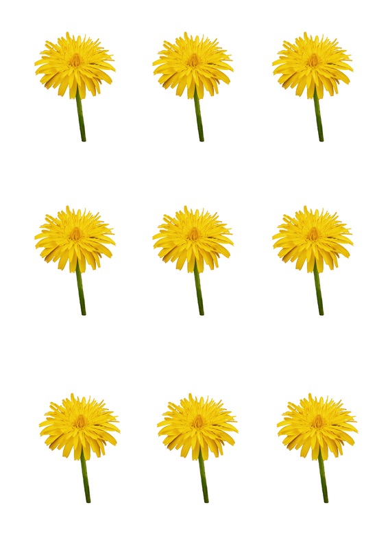 Printable Flower Embellishments for scrapbooking, card making, journalling and other papercrafts. Dandelions.