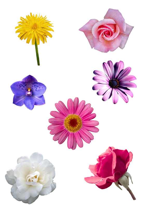 Printable Flower Embellishments for scrapbooking, card making, journalling and other papercrafts. Roses, Daisies, Orchid, Dandelion.