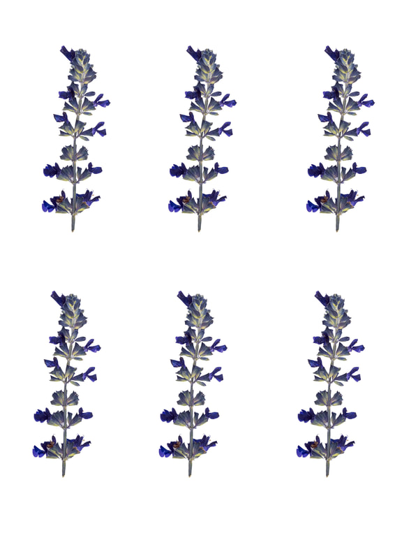 Printable Flower Embellishments for scrapbooking, card making, journalling and other papercrafts. Salvia.