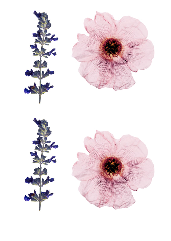 Printable Flower Embellishments for scrapbooking, card making, journalling and other papercrafts. Salvia and poppy Tree Flower.
