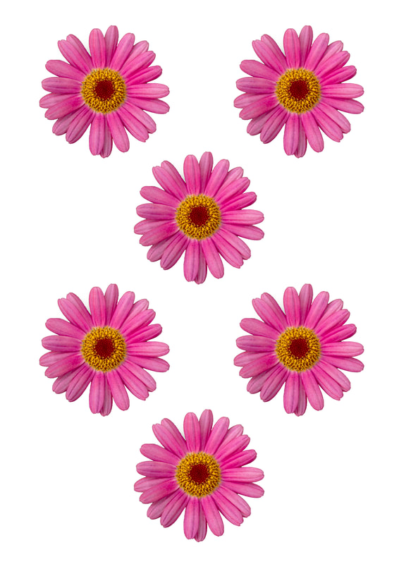 Printable Flower Embellishments for scrapbooking, card making, journalling and other papercrafts. Pink Daisy.