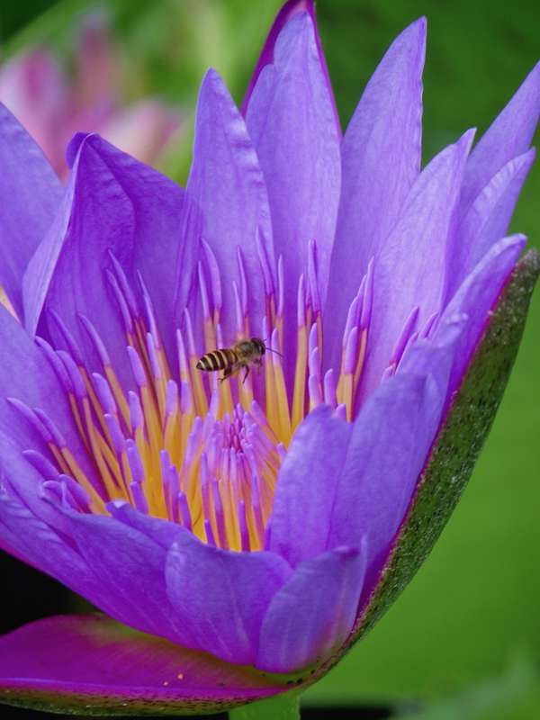 Purple water lily with a visiting bee