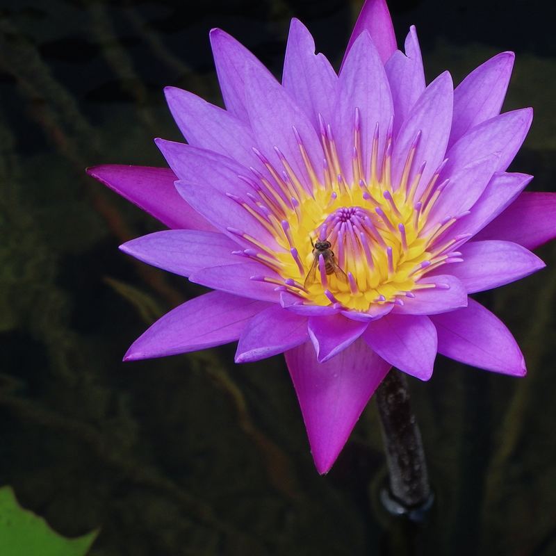 Purple water lily flower with a visiting bee