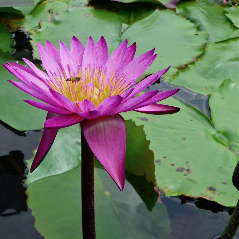 Purple water lily flower with a visiting bee