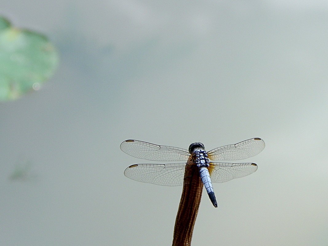Dragonfly - Powder Blue Dwarf, Brachydiplax chalybea, Ang Mo Kio - Bishan Park, Singapore