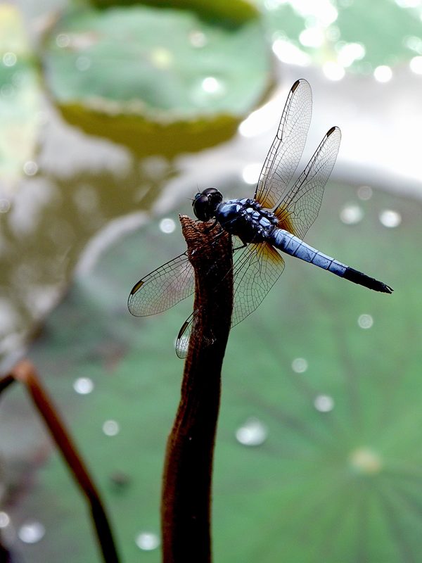 Dragonfly - Powder Blue Dwarf, Brachydiplax chalybea, Ang Mo Kio - Bishan Park, Singapore