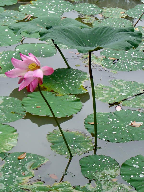 Pink Lotus Flower in pond, Singapore