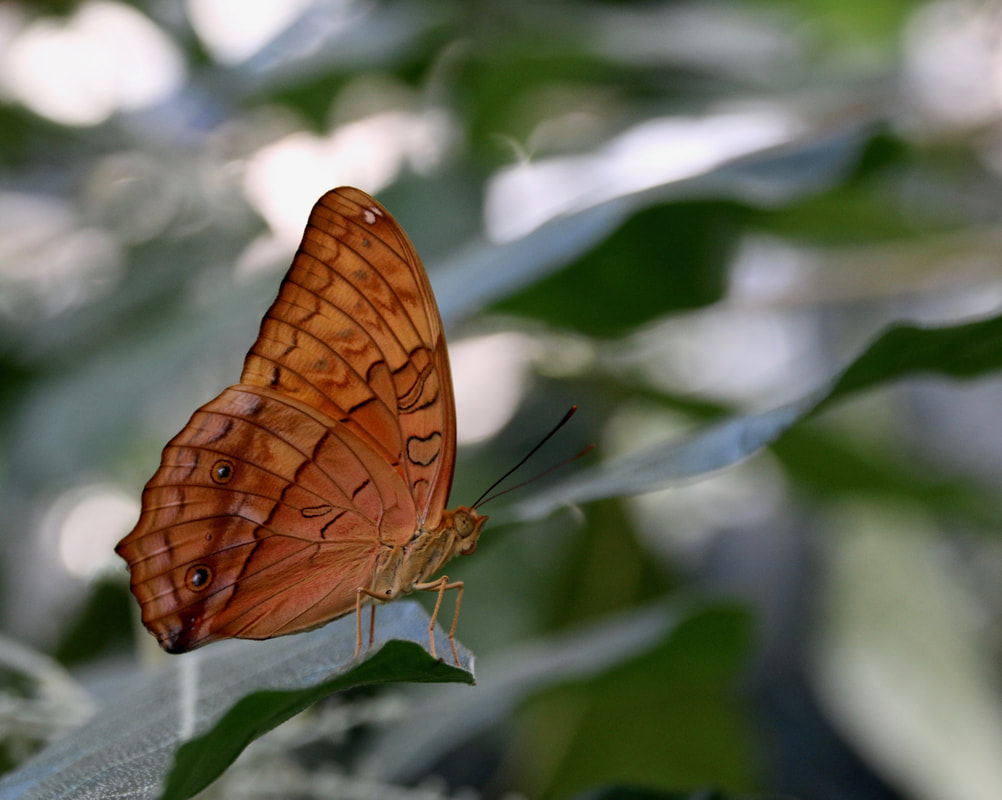 Autumn Leaf Butterfly, Doleschallia bisaltide, Singapore,