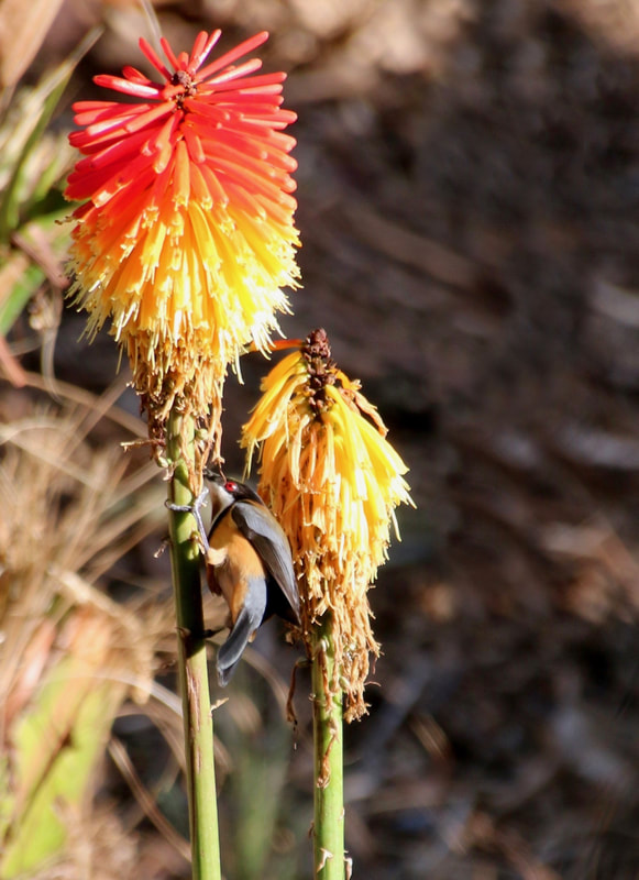Honeyeater bird, feeding on nectar