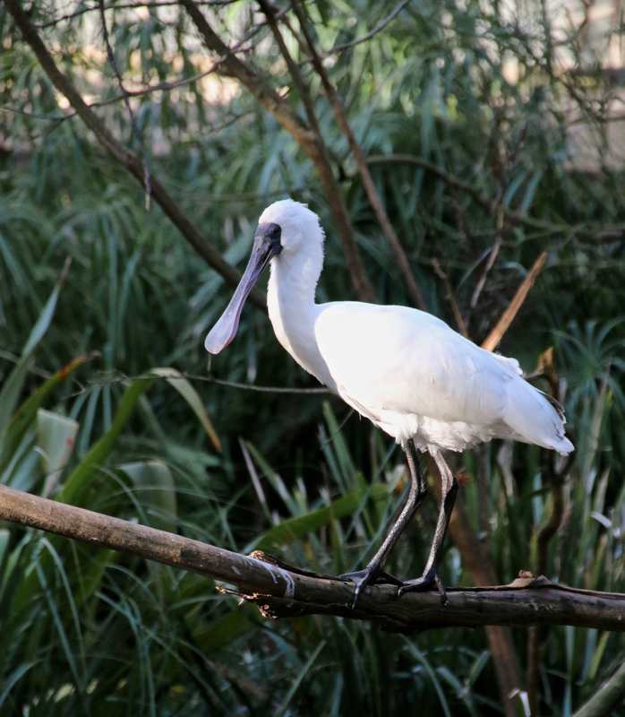Spoonbill, Melbourne Zoo