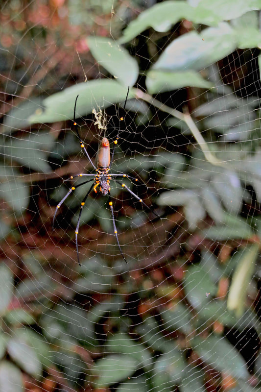 Spider, Daintree Rainforest, Queensland, Australia