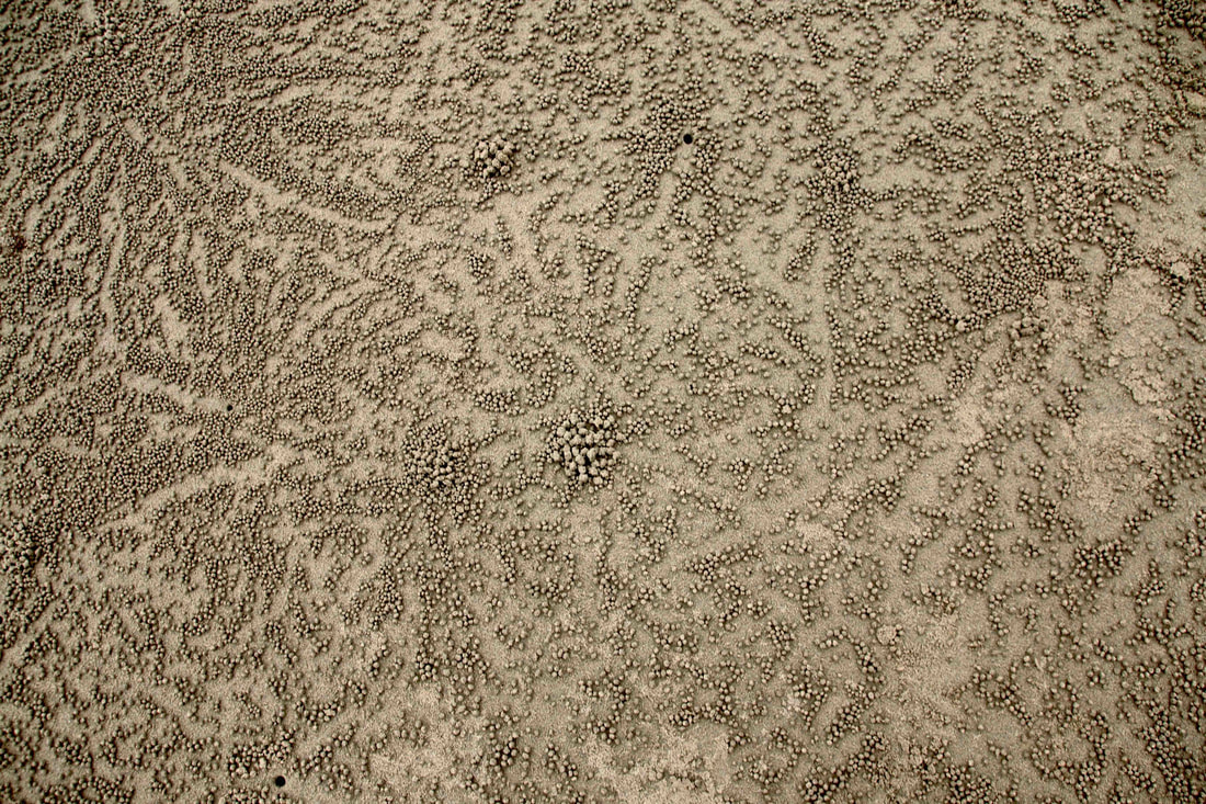 Patterns made by crabs on the sand, Four Mile Beach, Port Douglas, Queensland, Australia
