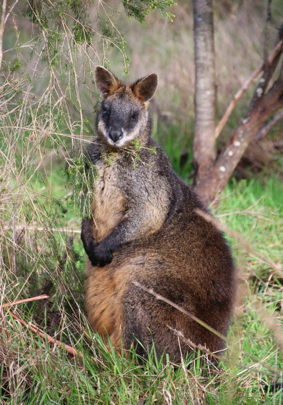 Wallaby, Australian native animal / mammal.