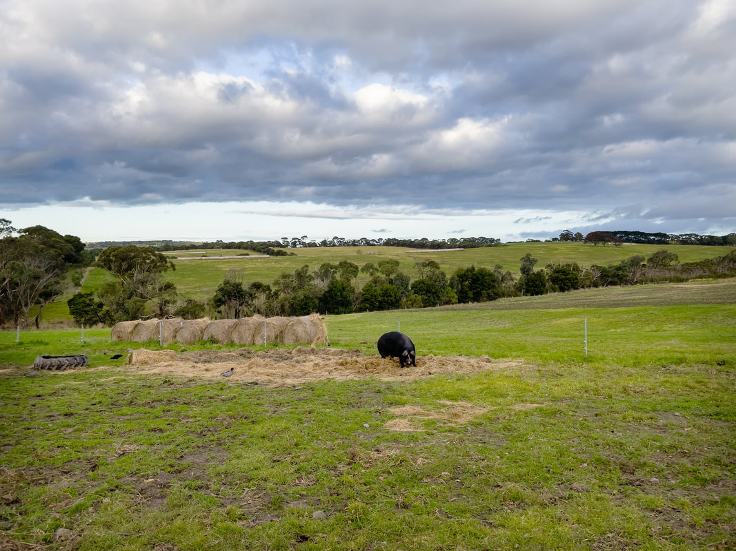 Pig paddock, The Briars, Mount Martha, Victoria, Australia